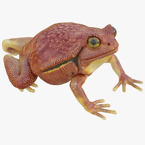 tomato frog pose 4 3d max