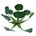 water hyacinth Eichhornia crassipes