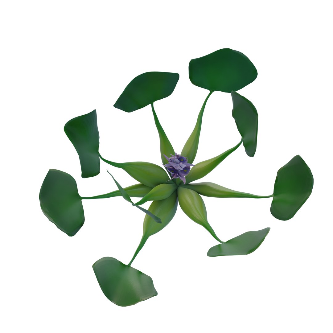 3d Water Hyacinth Eichhornia Crassipes Turbosquid 2155512