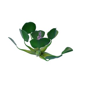3D water hyacinth Eichhornia crassipes