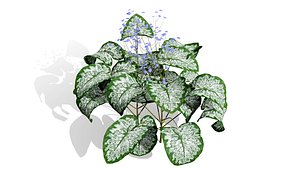 3D Realistic Shade Garden Perennials 3D Model Pack model