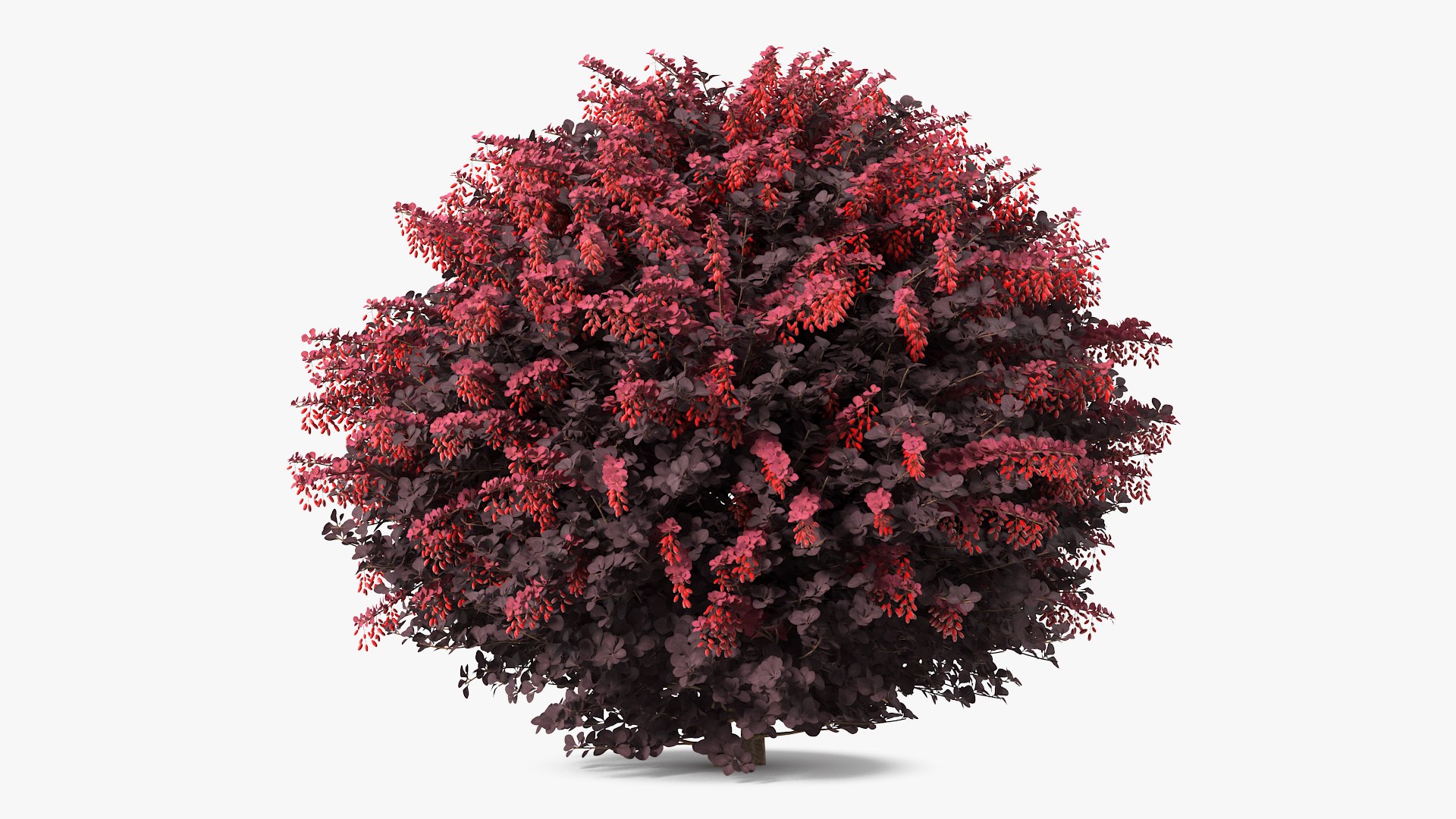 Bushes Collection 4 3D model https://p.turbosquid.com/ts-thumb/hc/Caw8se/7H/berberisshrubwithfruits3dsmodel001/jpg/1655265261/1920x1080/fit_q87/d2afdc1be9a43e10763b2f447f62e2ec83603e9a/berberisshrubwithfruits3dsmodel001.jpg