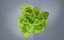 3D lettuce pot model