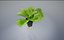 3D lettuce pot model