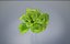 3D lettuce pot model