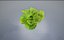 3D lettuce pot model