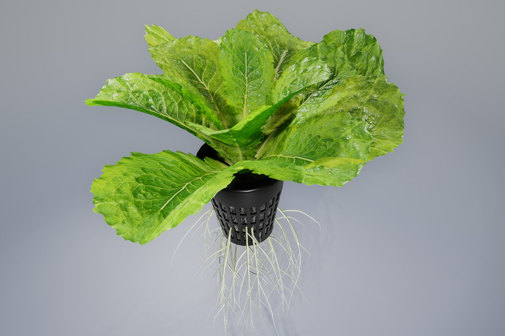 3D lettuce pot model https://p.turbosquid.com/ts-thumb/hc/KwhyhS/tSIc9Nrb/cover/jpg/1547108764/1920x1080/fit_q87/a082147237d5f553d420ff0167d81cfa0c0cacee/cover.jpg