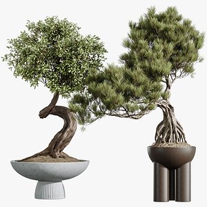 AV Indoor Plants Set 315 Ficus Retusa Bonsai Ginseng and Bonsai Pinus Pentaphylla Thunbergii