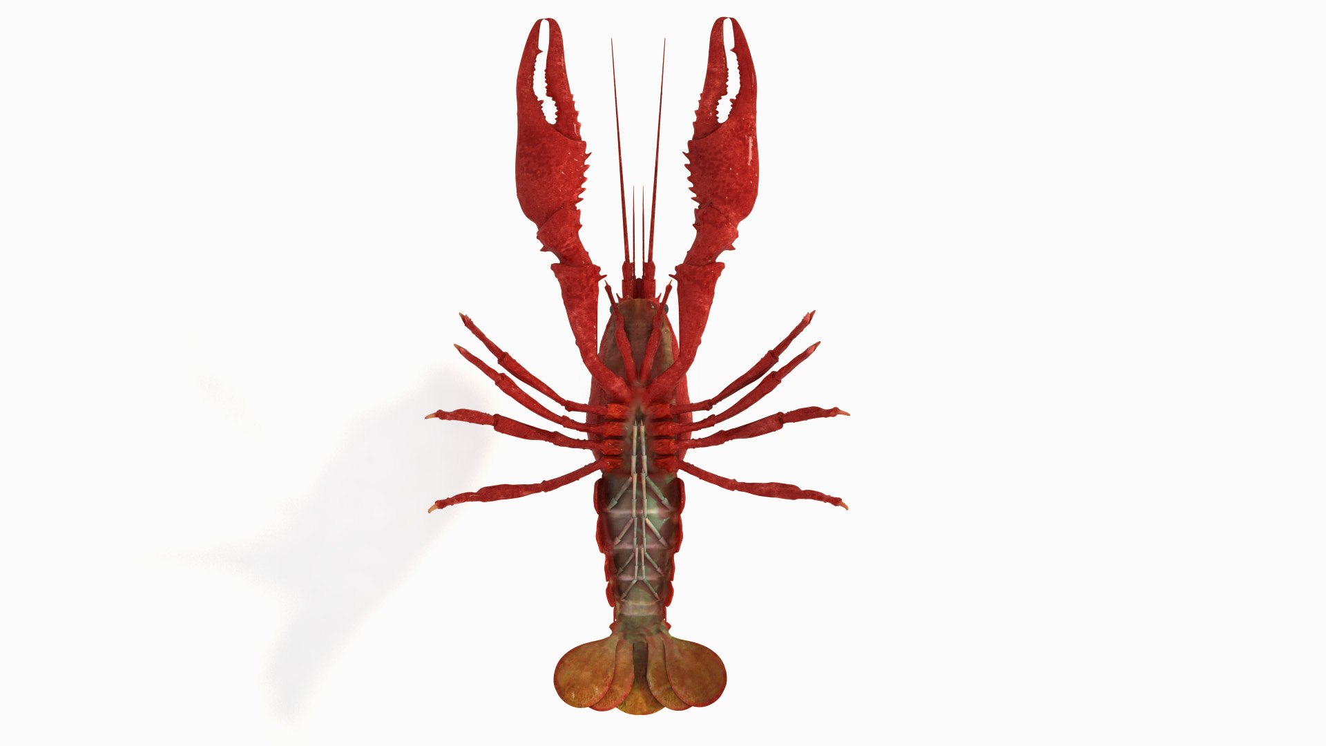rigged crayfish 3d model https://p.turbosquid.com/ts-thumb/hc/XAttQc/Esh3TM2Y/rak_6/jpg/1461165799/1920x1080/fit_q87/92cfbc39d37b2196dfe6ffaa16f3f01fe1dbc23a/rak_6.jpg