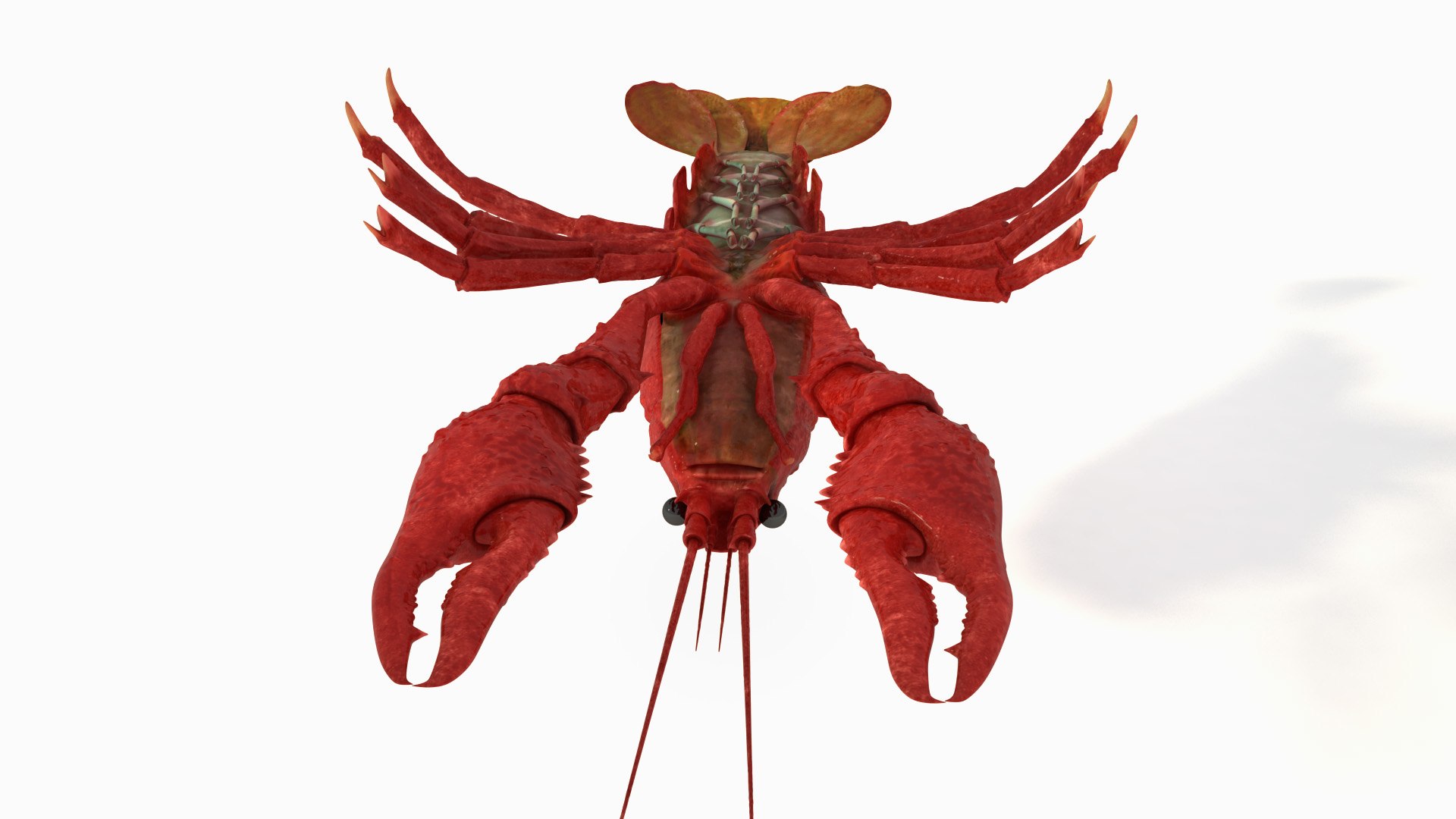 rigged crayfish 3d model https://p.turbosquid.com/ts-thumb/hc/XAttQc/T2ykptWt/rak_4/jpg/1461165799/1920x1080/fit_q87/e87988469dc35daa4f6981c21dd20d266530b4fb/rak_4.jpg