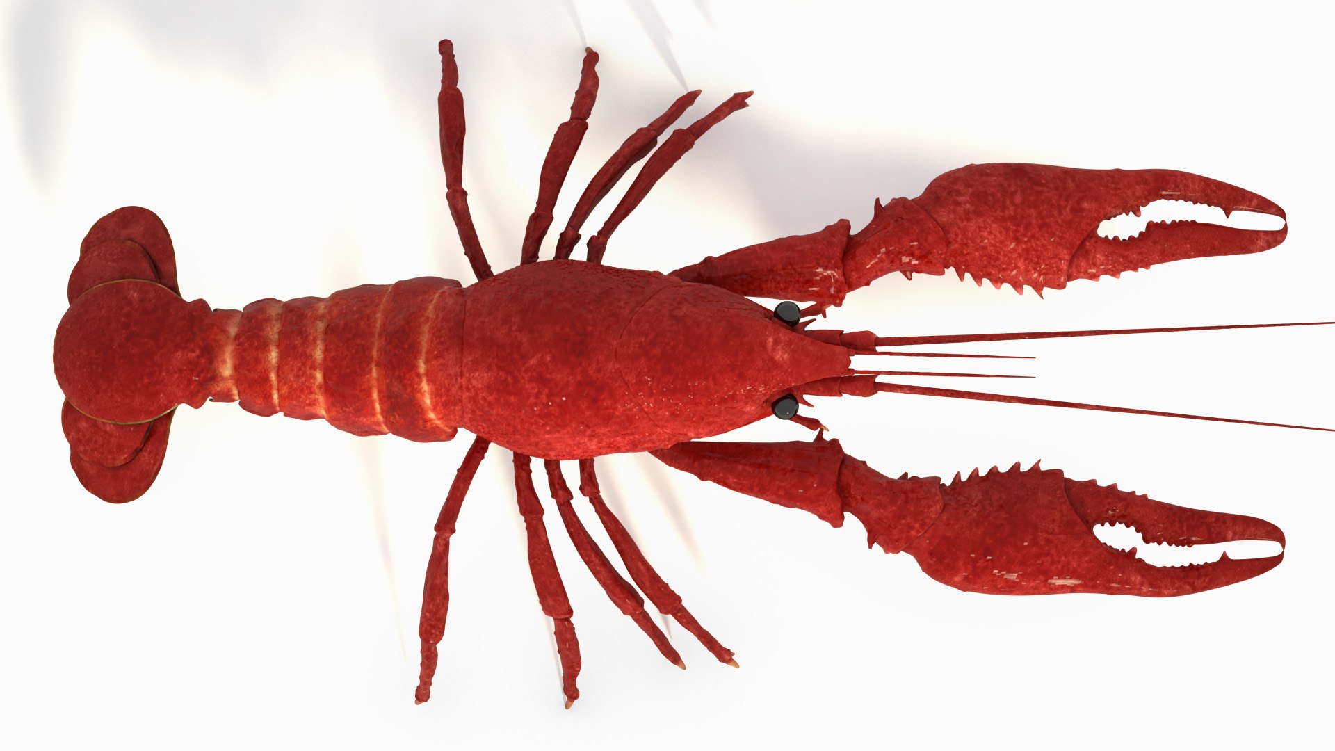 rigged crayfish 3d model https://p.turbosquid.com/ts-thumb/hc/XAttQc/WjOSlUg2/rak_10/jpg/1461165800/1920x1080/fit_q87/4f4577c73228262ed0c54cae36f3592e38e63cbb/rak_10.jpg