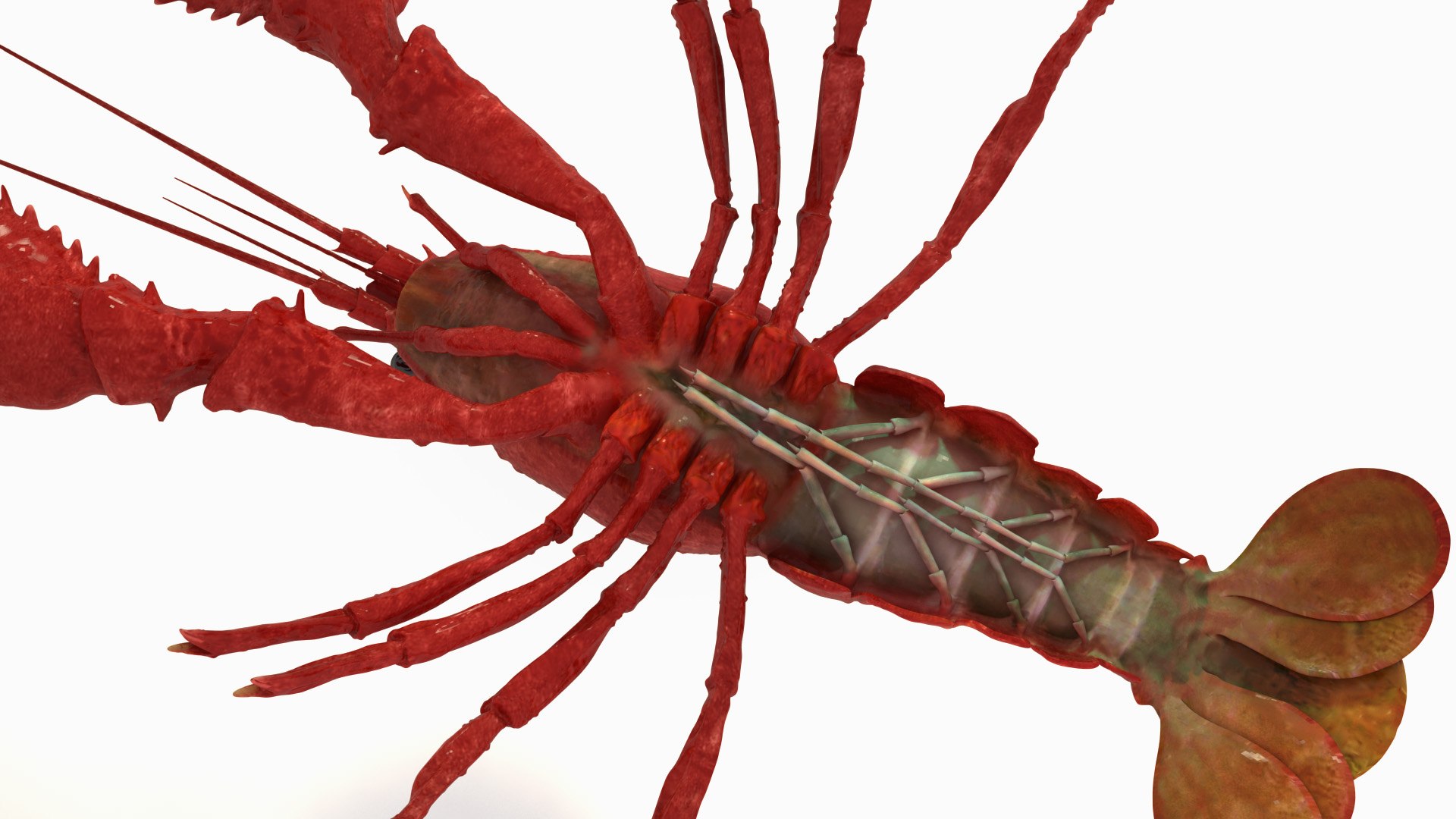 rigged crayfish 3d model https://p.turbosquid.com/ts-thumb/hc/XAttQc/thh5P5p3/rak_5/jpg/1461165799/1920x1080/fit_q87/d79238d54a6851da89b34c2d0ce265ac937728b7/rak_5.jpg