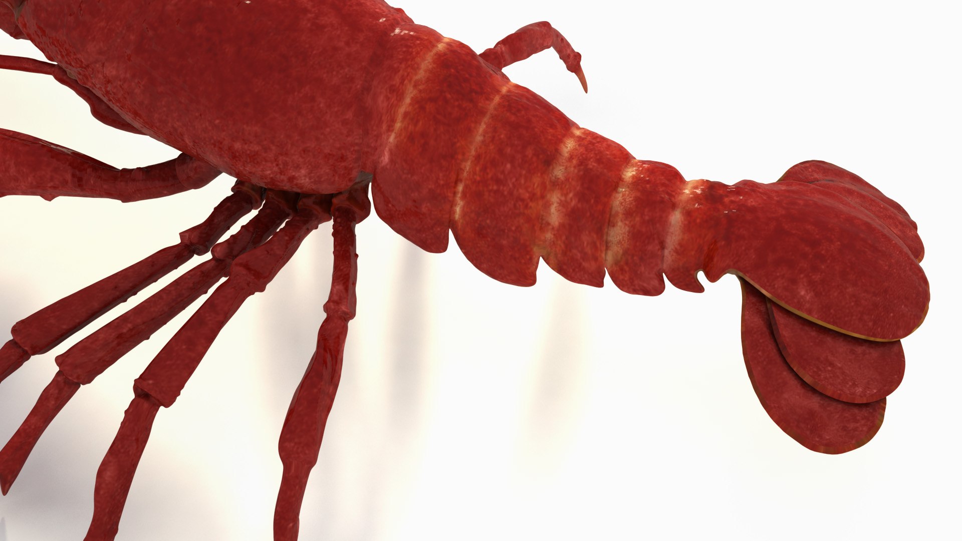 rigged crayfish 3d model https://p.turbosquid.com/ts-thumb/hc/XAttQc/yMrPH9NL/rak_7/jpg/1461165799/1920x1080/fit_q87/685a351ee89bc66c0a3c77daa0a4d826d459376e/rak_7.jpg