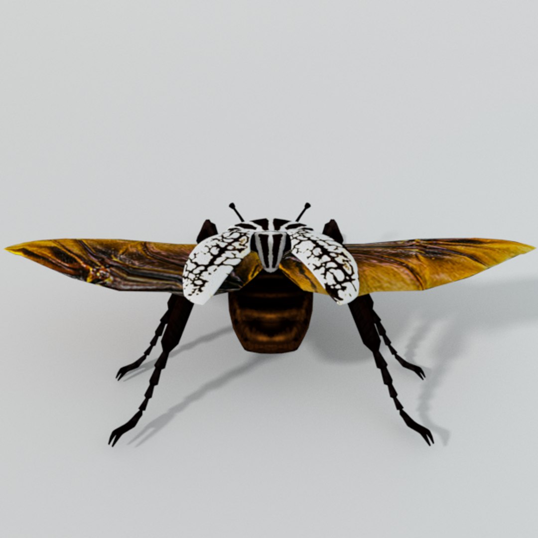 3D Goliath Beetle - TurboSquid 1318850