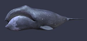 3D whale humpback physeter model