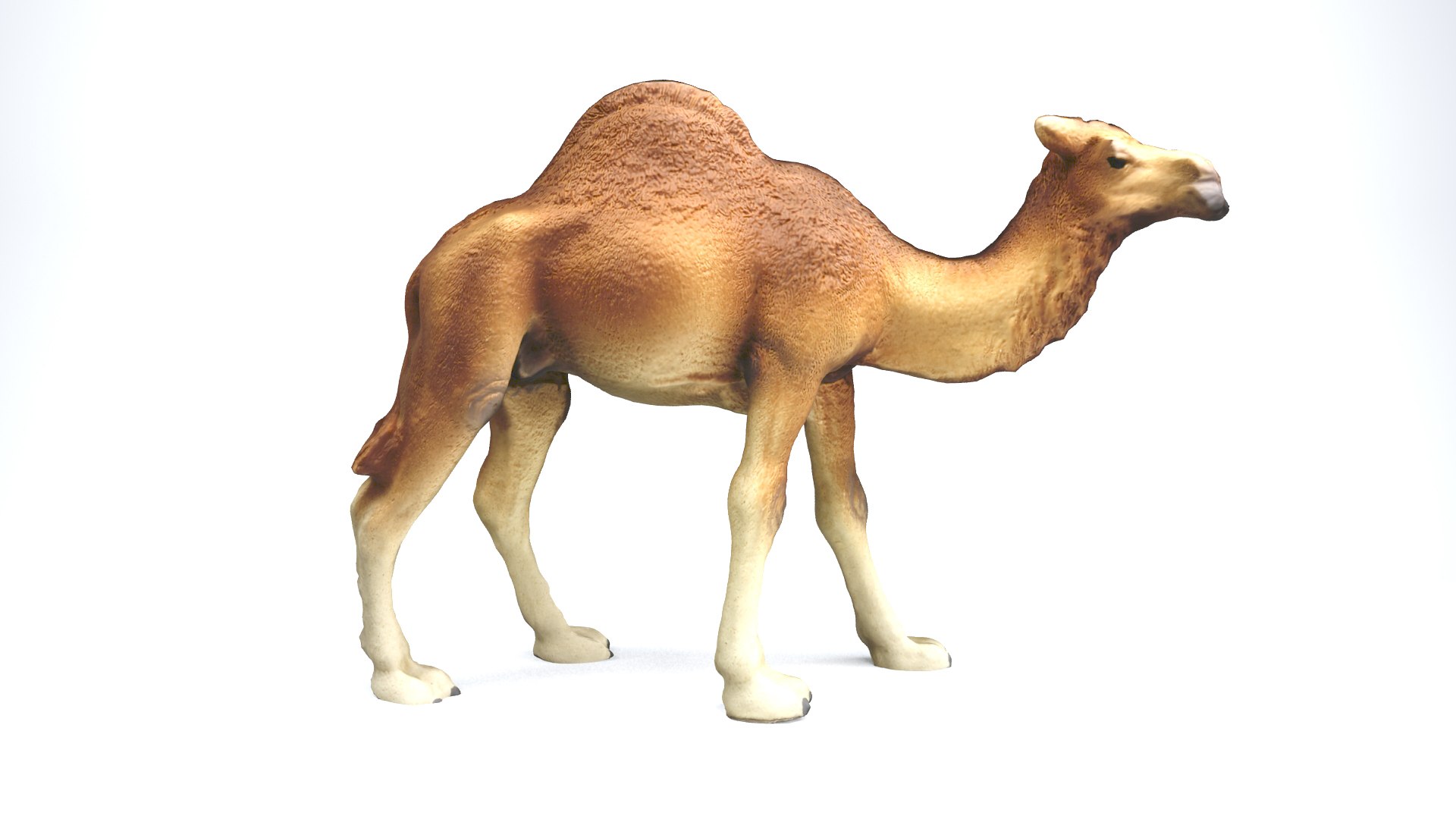 camel animal nature 3D model https://p.turbosquid.com/ts-thumb/hc/rntu9H/IussR67U/camel_camera01_thumbnail_10001/jpg/1599804335/1920x1080/fit_q87/b103019c6db2f54eb24a0b6a495136910e77ec8e/camel_camera01_thumbnail_10001.jpg