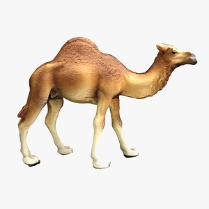 camel animal nature 3D model