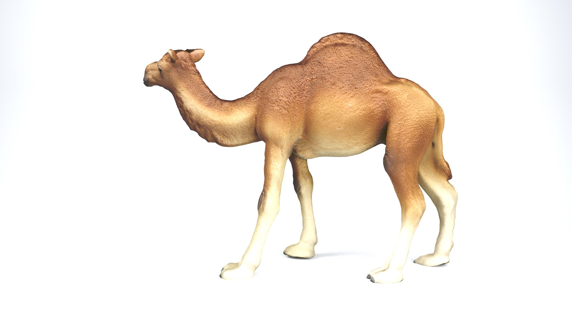 camel animal nature 3D model https://p.turbosquid.com/ts-thumb/hc/rntu9H/Yue8USca/camel_camera01_thumbnail_10007/jpg/1599804336/1920x1080/fit_q87/1767c2b8cdeb85e7cf07288bdb65afb3974697c1/camel_camera01_thumbnail_10007.jpg