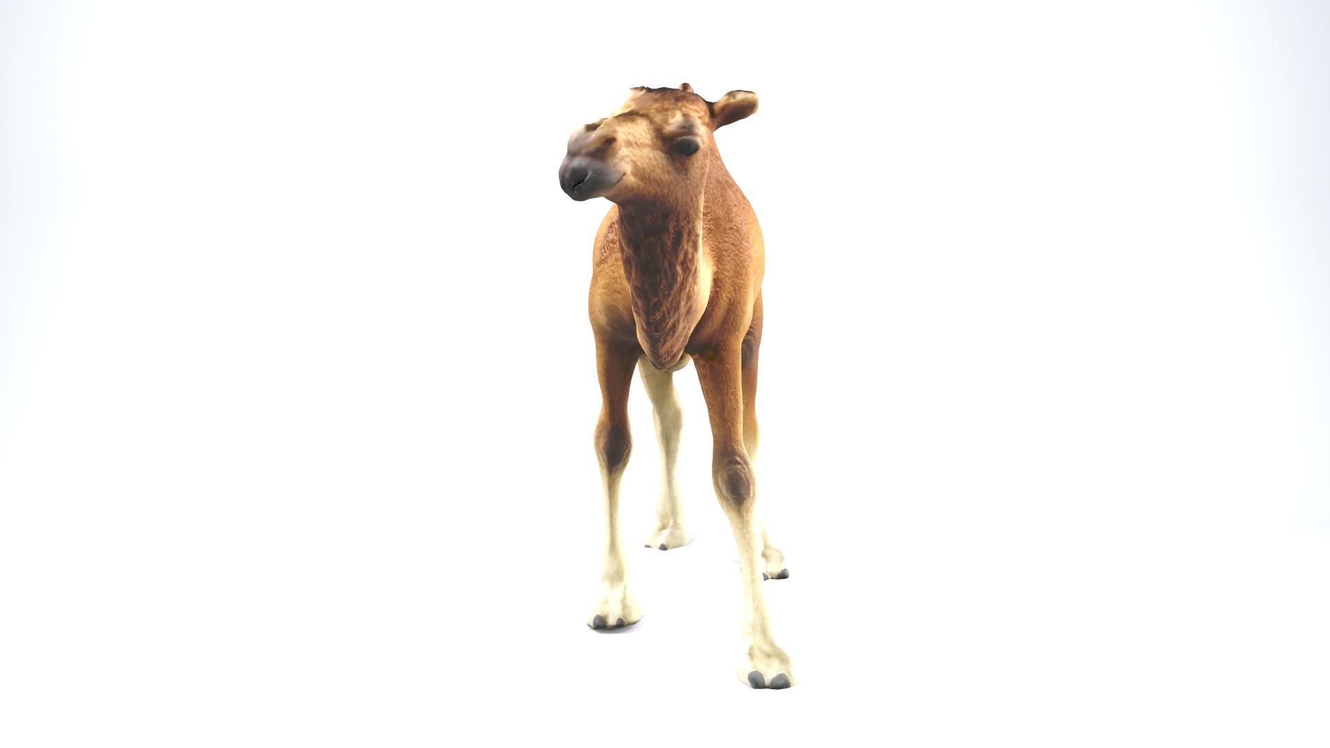 camel animal nature 3D model https://p.turbosquid.com/ts-thumb/hc/rntu9H/iPNIoDjH/camel_camera01_thumbnail_10010/jpg/1599804335/1920x1080/fit_q87/61b74bb8be1242bd22fd36d319d33fef6209915f/camel_camera01_thumbnail_10010.jpg