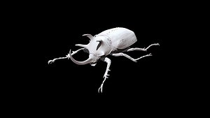 3D Beetle 01 CT scan model