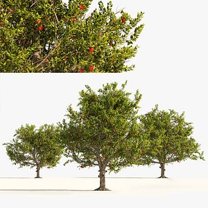 3 Apple trees with apple fruits