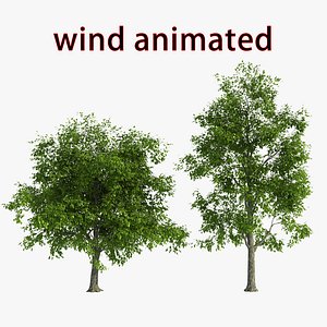 windtree 02