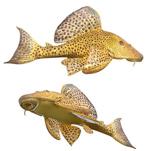 Suckermouth Catfish 3D model
