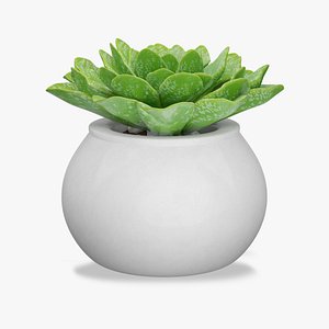Succulent Plant 1