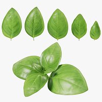 Basil
