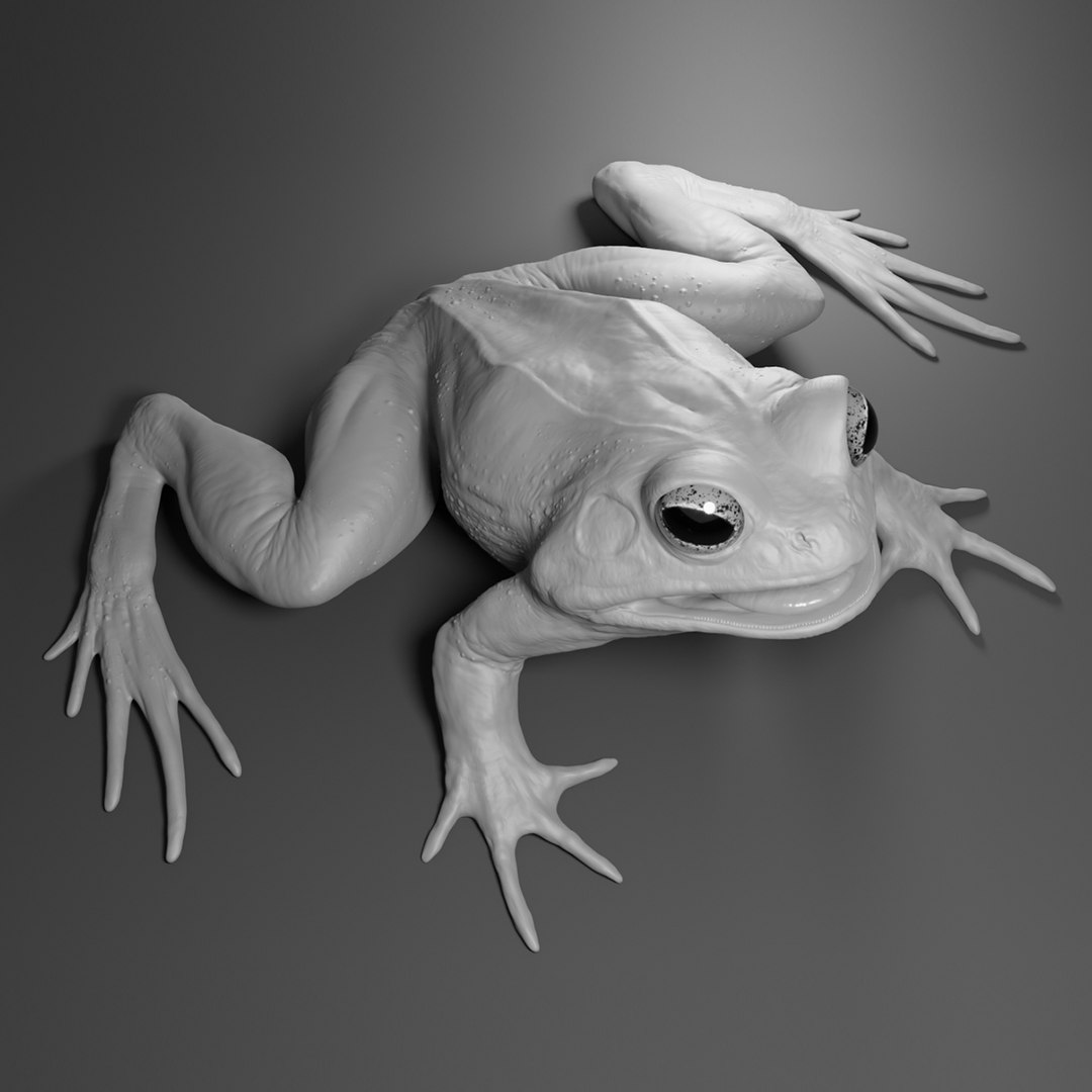 Frog Basemesh 3D Model - TurboSquid 1752191