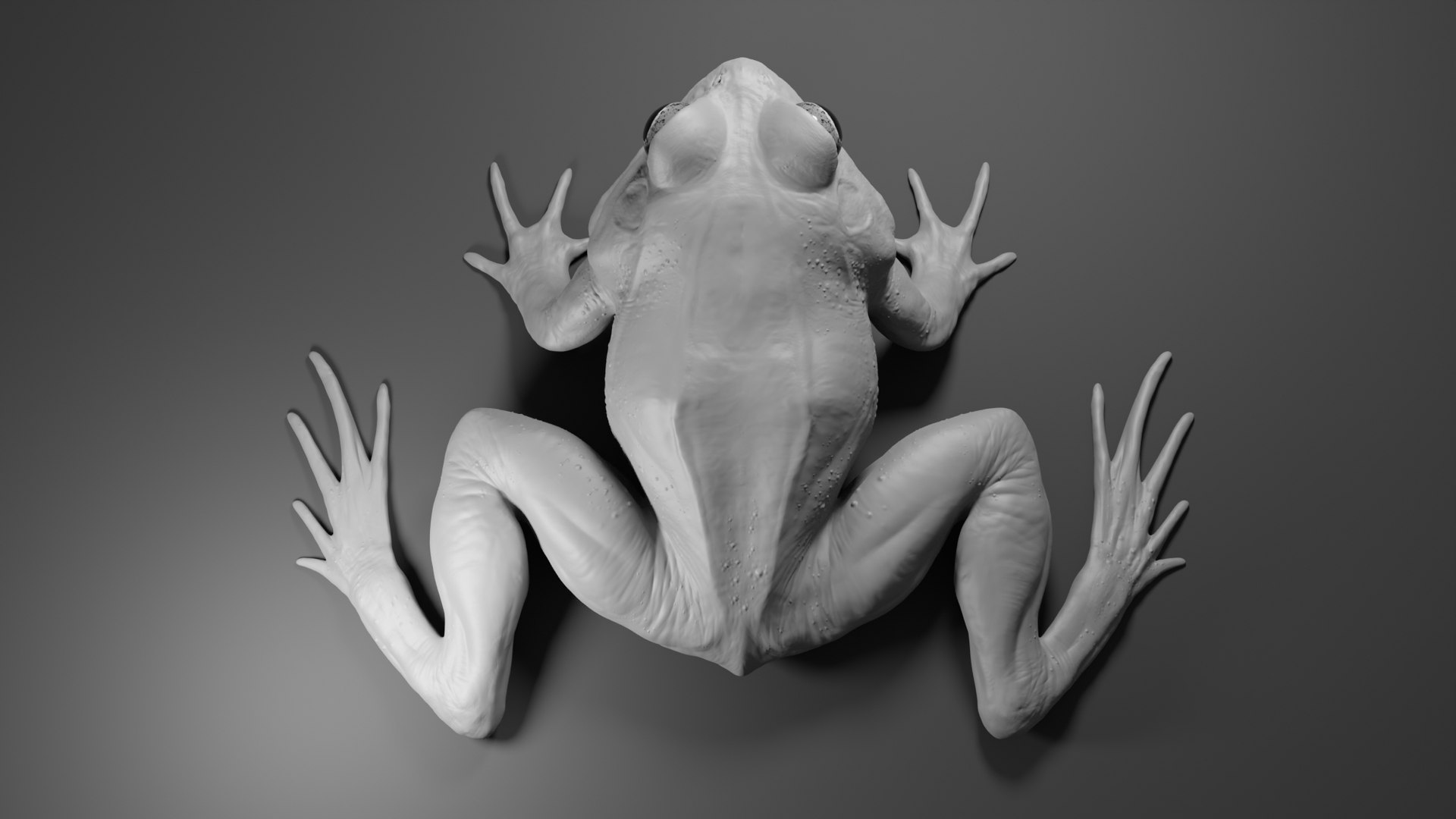 Frog Basemesh 3D Model - TurboSquid 1752191