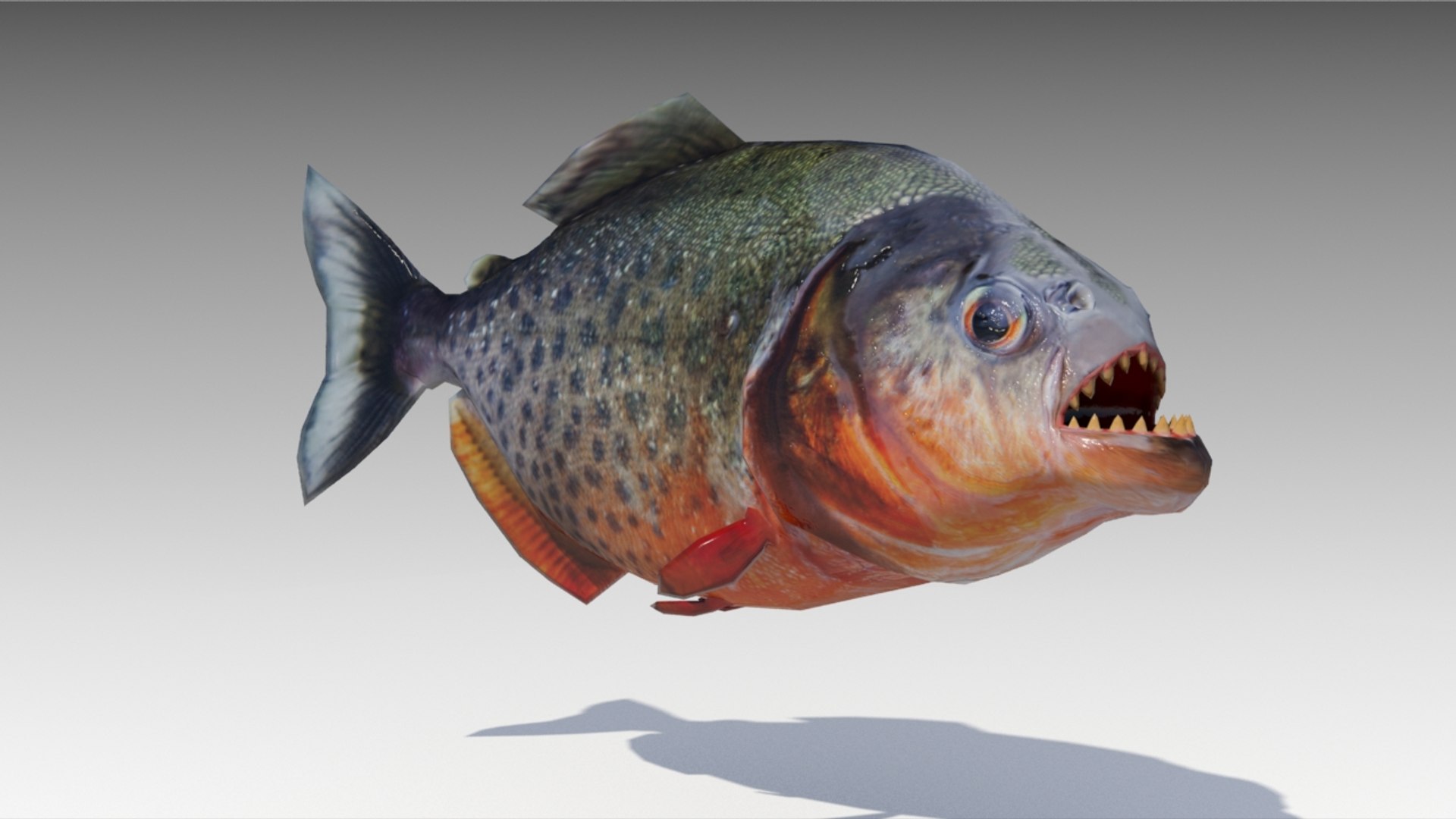 Piranha Animations 3D - TurboSquid 1159374