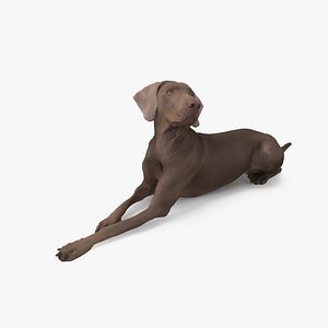 3D dog weimaraner model