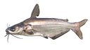 Blue Catfish fish