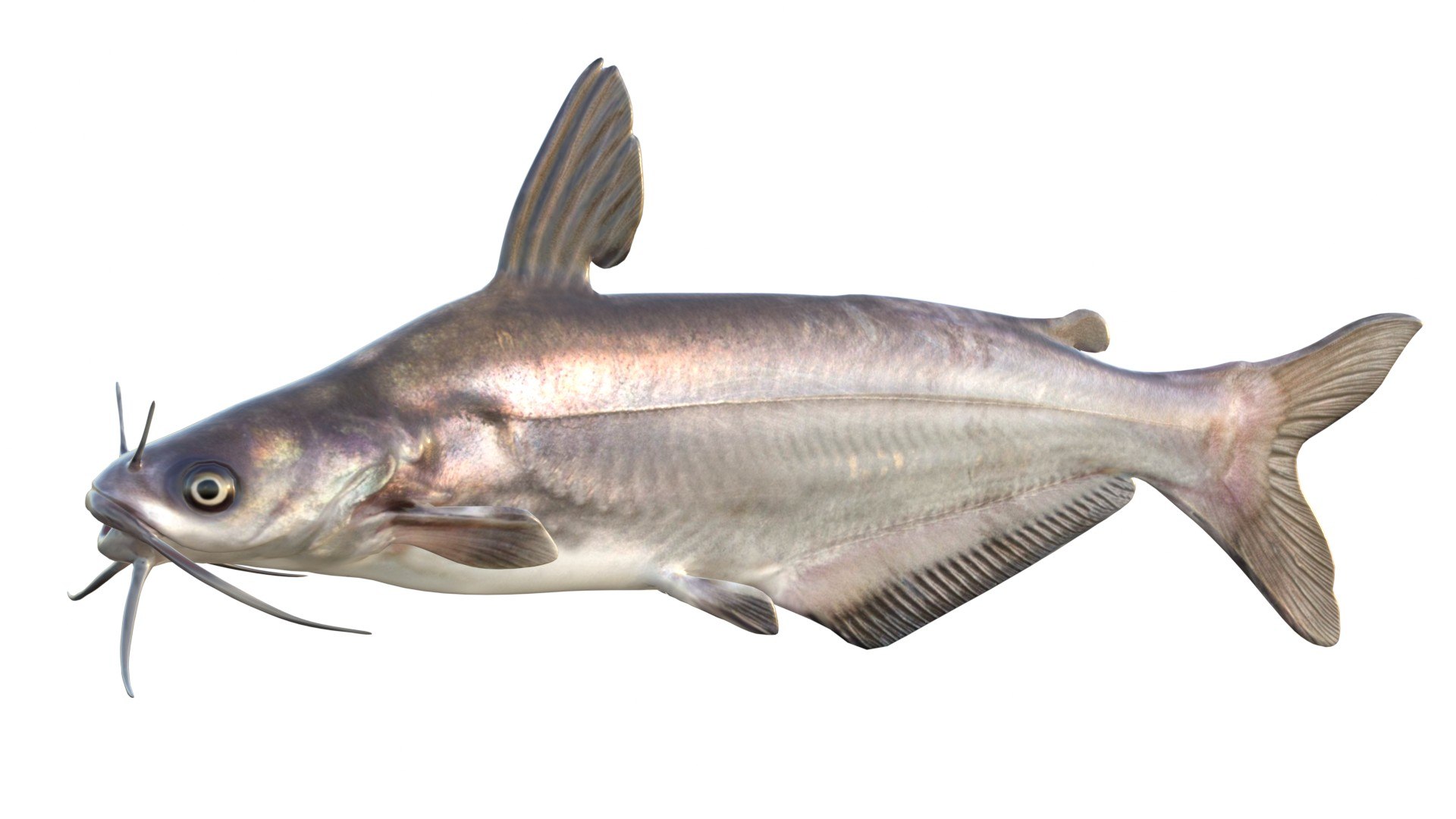 3D 50 Fish Sea Creature Collection v3 https://p.turbosquid.com/ts-thumb/hd/uSjqCb/2X/1/jpg/1788924947/1920x1080/fit_q87/fc06db5613210ef863d66b4c24ddb7731a2a6f54/1.jpg