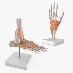 Anatomical Skeletal Foot and Hand Collection