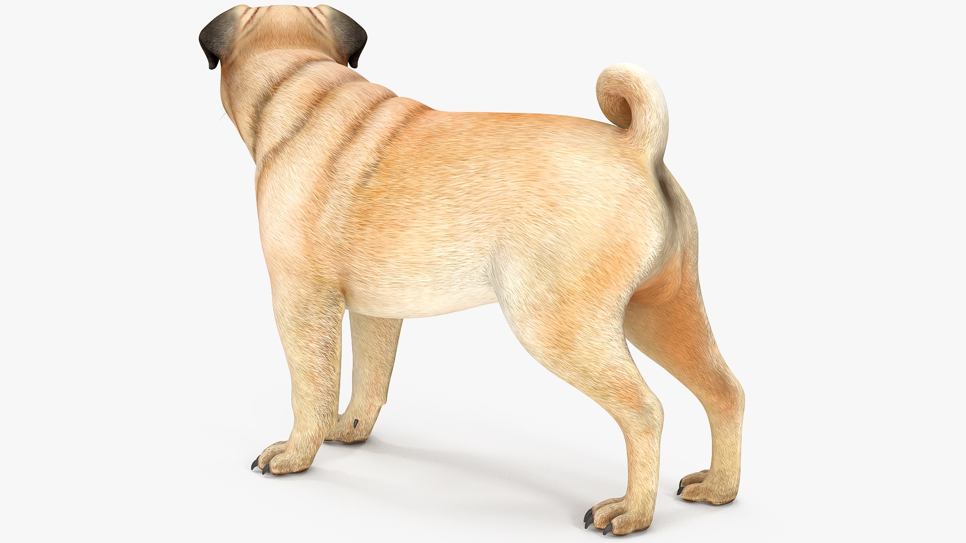 pug dog 3D model https://p.turbosquid.com/ts-thumb/hd/vcCUmb/1I/pugdog3dmodel007/jpg/1611785190/1920x1080/fit_q87/401eac9befab231077bfa72a21e5a85cb067232c/pugdog3dmodel007.jpg