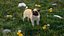 Pug Dog