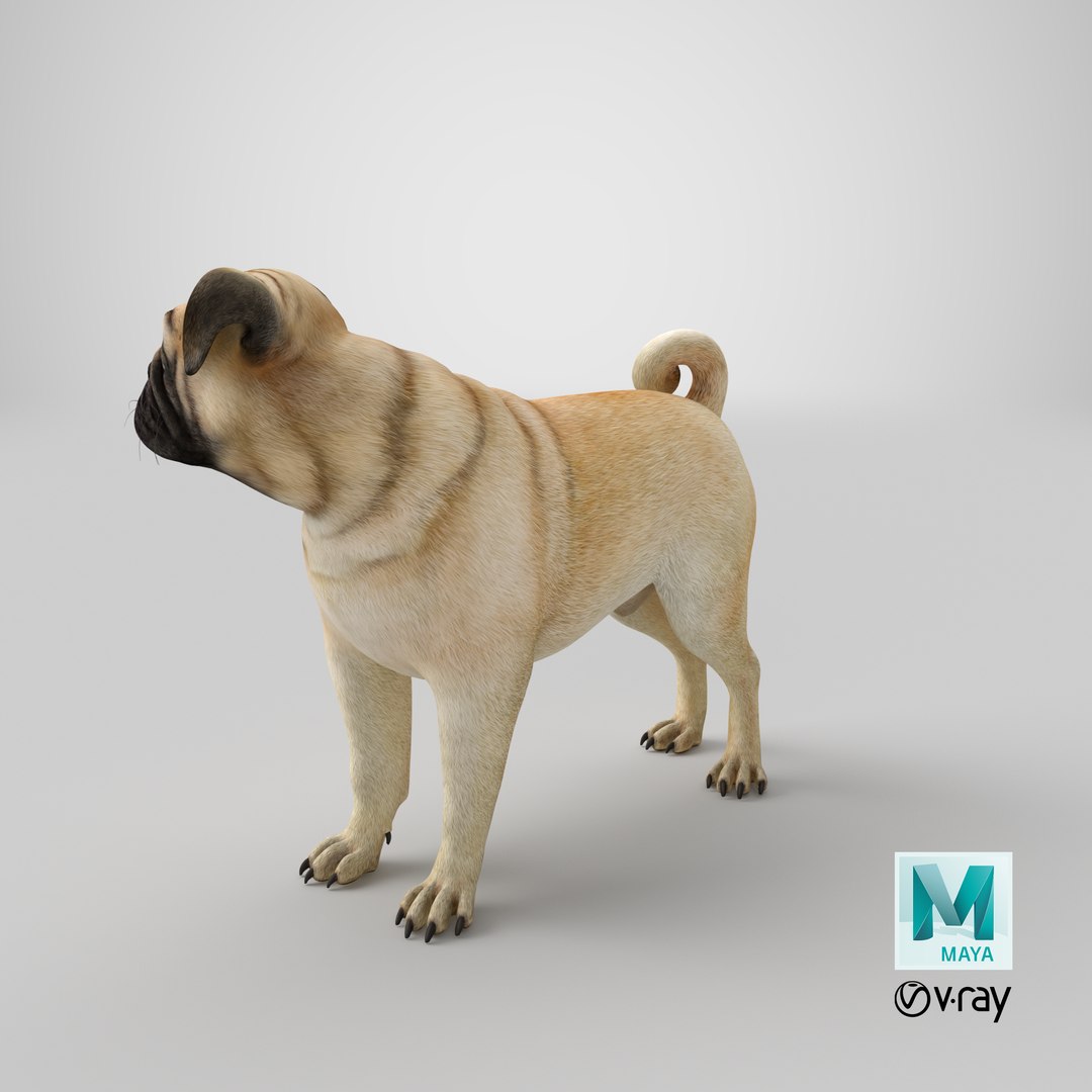pug dog 3D model https://p.turbosquid.com/ts-thumb/hd/vcCUmb/40/stemcell_maya_vray_render/png/1646292971/1920x1080/fit_q87/ed6289998fe04ae63769ba110aeebee42d2ab1c3/stemcell_maya_vray_render.jpg