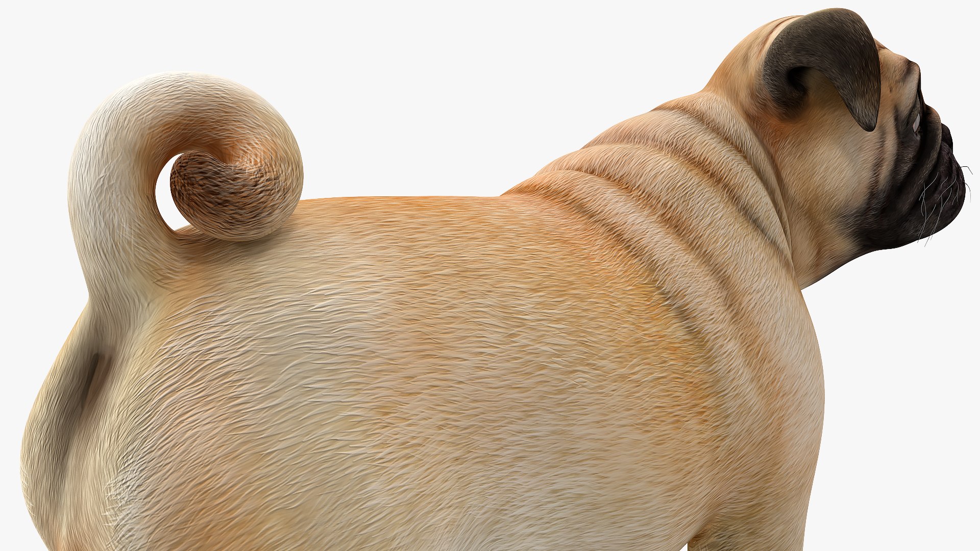 pug dog 3D model https://p.turbosquid.com/ts-thumb/hd/vcCUmb/95/pugdog3dmodel013/jpg/1611785248/1920x1080/fit_q87/2cb951d8c26a160c5d9ca9e4484ed7590bc359e3/pugdog3dmodel013.jpg