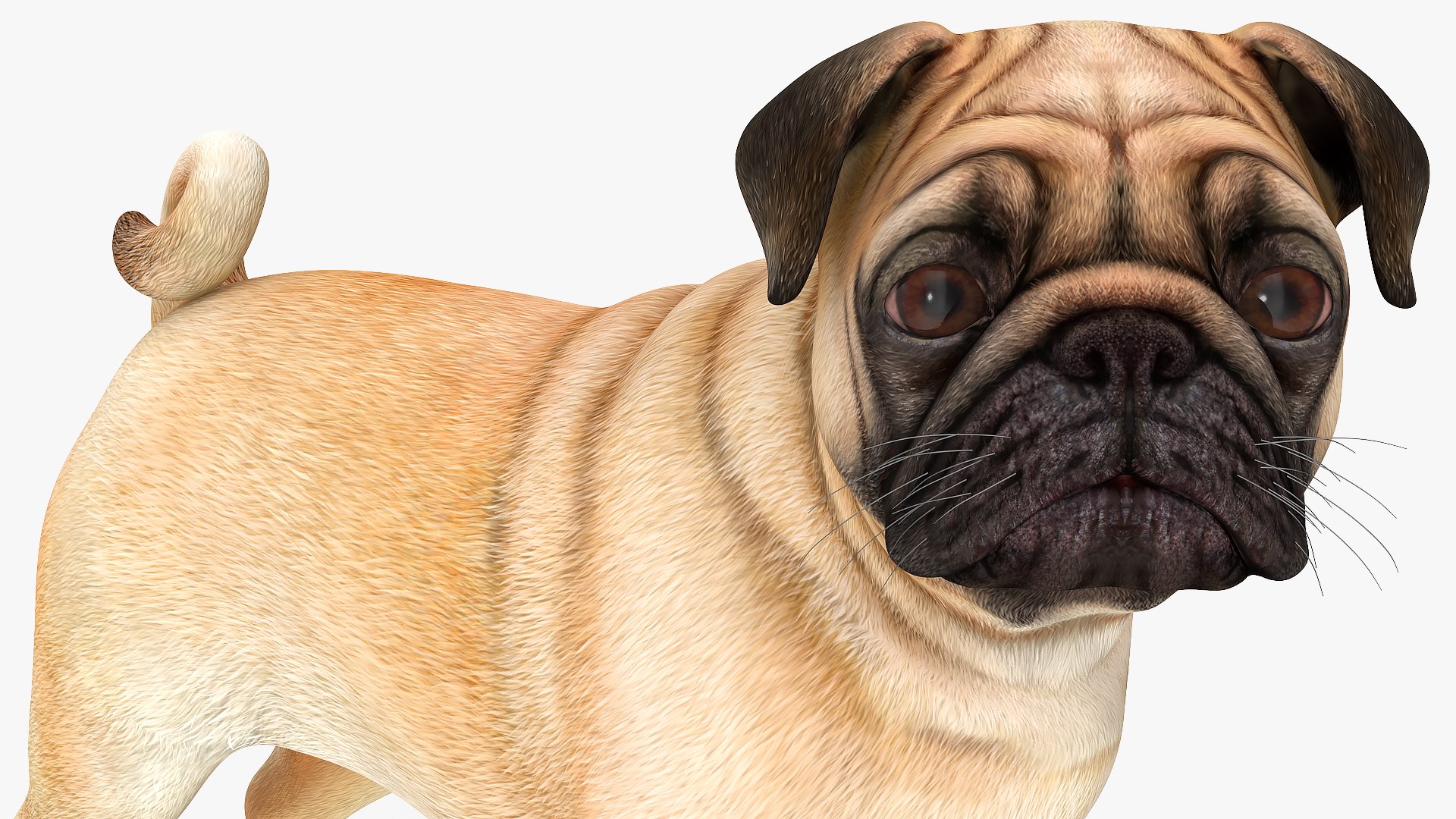 pug dog 3D model https://p.turbosquid.com/ts-thumb/hd/vcCUmb/FW/pugdog3dmodel012/jpg/1611785238/1920x1080/fit_q87/b88da313b1608355da433aaf96a1d23e459c16e4/pugdog3dmodel012.jpg