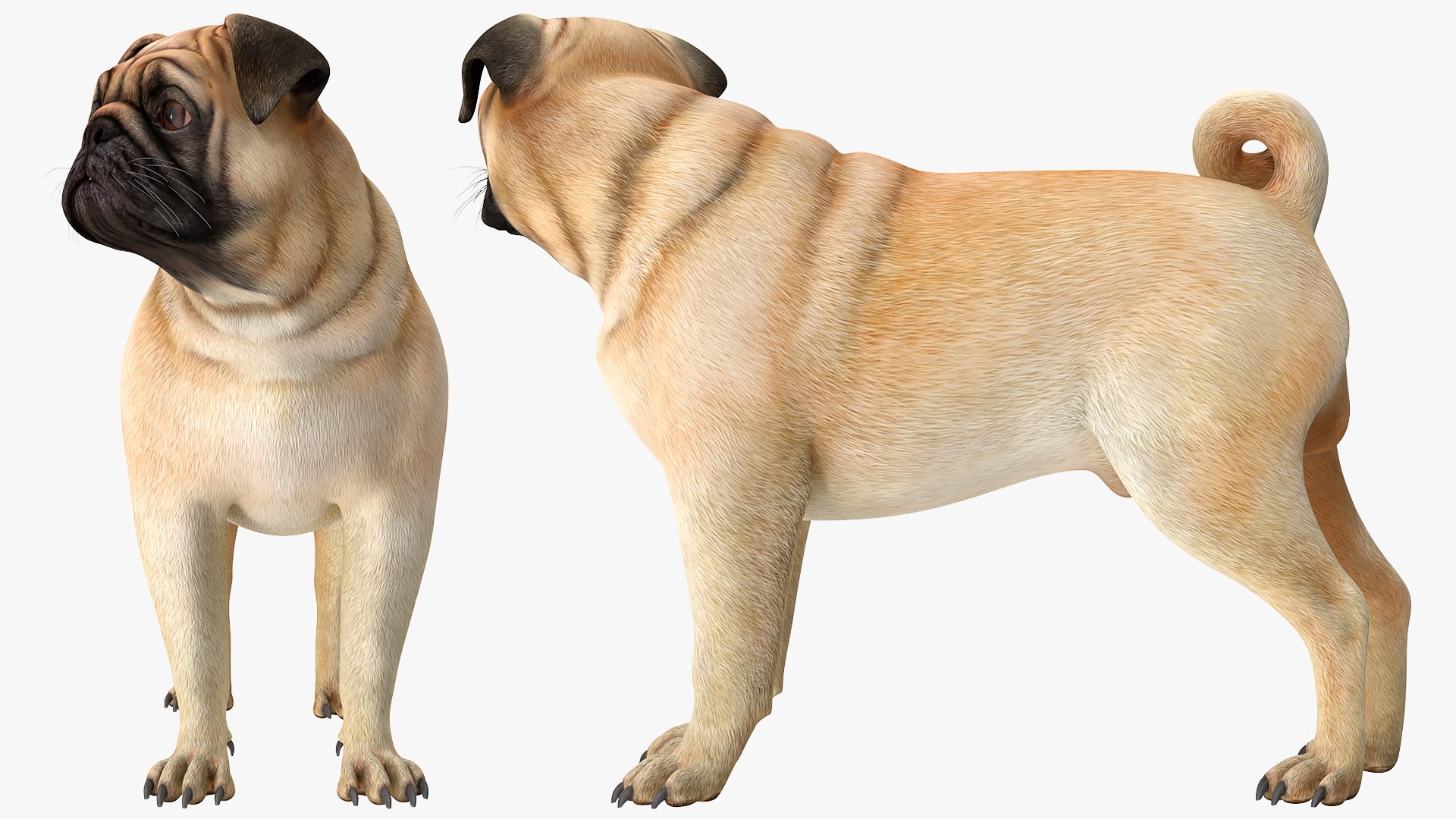 pug dog 3D model https://p.turbosquid.com/ts-thumb/hd/vcCUmb/JW/pugdog3dmodel009/jpg/1611785209/1920x1080/fit_q87/6e9e0dd90598774352d397a455b9d6466b49f0cf/pugdog3dmodel009.jpg