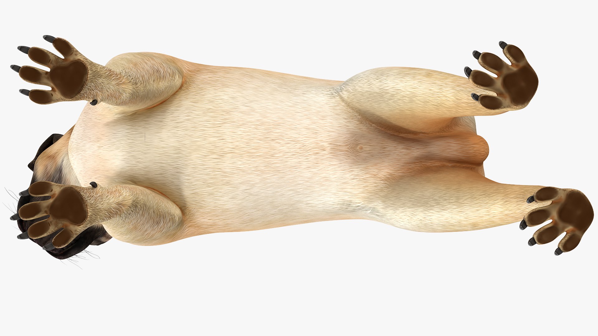 pug dog 3D model https://p.turbosquid.com/ts-thumb/hd/vcCUmb/K6/pugdog3dmodel011/jpg/1611785229/1920x1080/fit_q87/c69b6f464a8072c763c1bc4e0cbdc9c1f414b979/pugdog3dmodel011.jpg