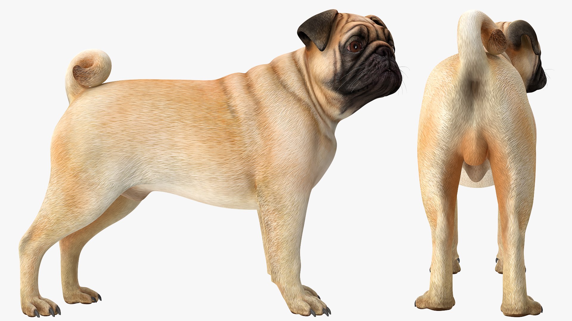 pug dog 3D model https://p.turbosquid.com/ts-thumb/hd/vcCUmb/S8/pugdog3dmodel010/jpg/1611785218/1920x1080/fit_q87/dcc745ba11674c59bc2e22310ceda03fd0516fdb/pugdog3dmodel010.jpg