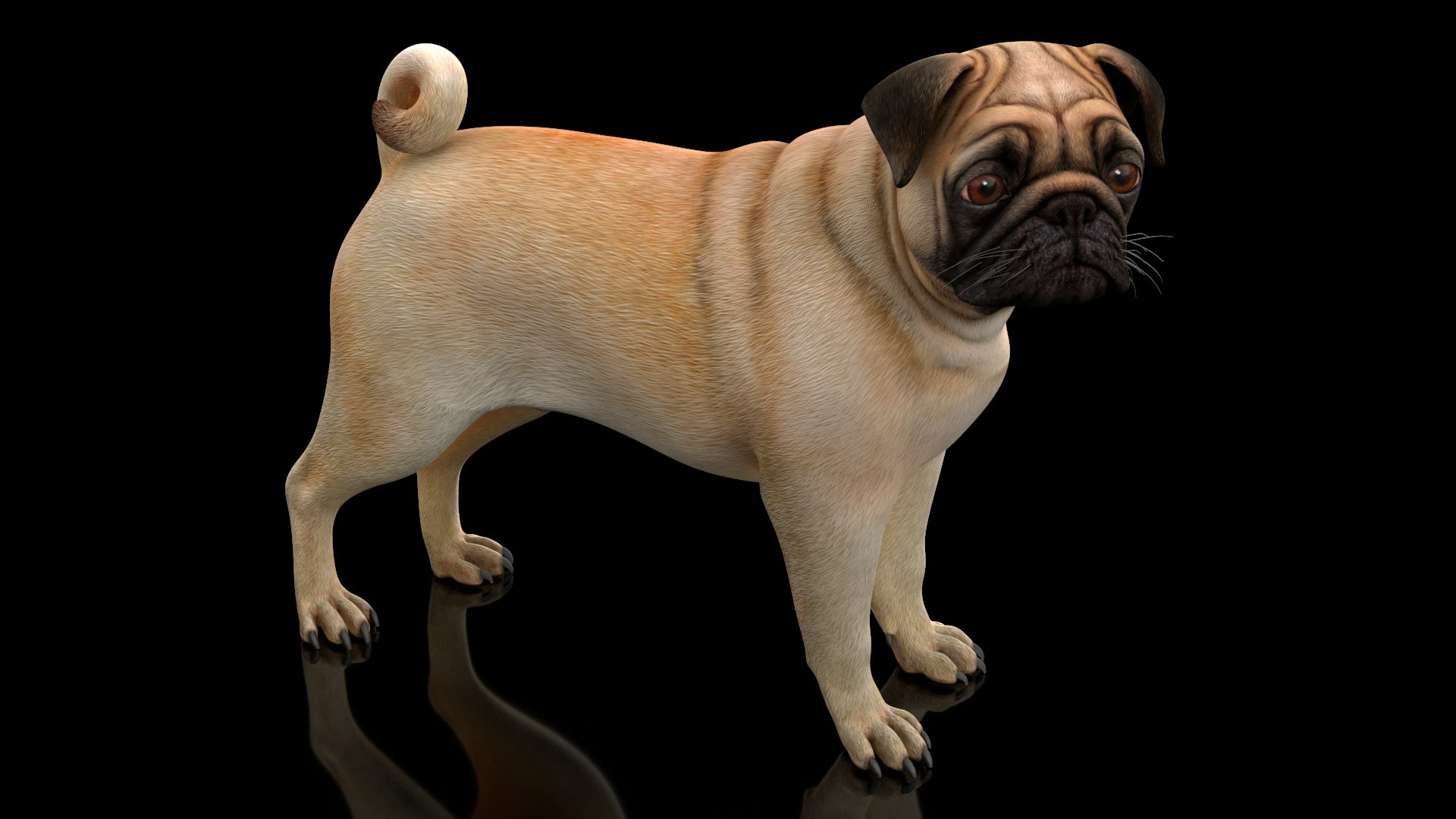 pug dog 3D model https://p.turbosquid.com/ts-thumb/hd/vcCUmb/nW/pugdog3dmodel002/jpg/1611785126/1920x1080/fit_q87/06b3d1fd2b725cb6be1183f5f3bcfa9417f679f3/pugdog3dmodel002.jpg