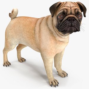 pug dog 3D model