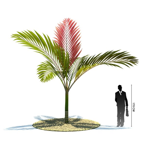 3d exotic tree chambeyronia macrocarpa model
