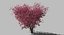 3D plum tree model