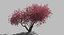 3D plum tree model