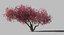 3D plum tree model